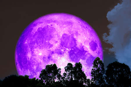 full purple moon over silhouette night tree forestの写真素材