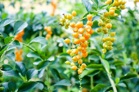 Golden Dew Drop, Pigeon Berry, Sky Flower ( Duranta erecta ), The flowers are light-blue or...