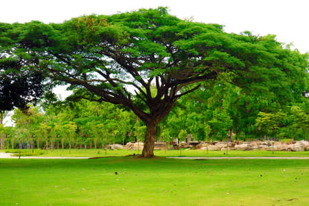 Giant green tree and green grass in garden and brick wallの写真素材