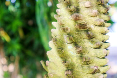 Body of palm tree was cut branch and moss on body textureの写真素材