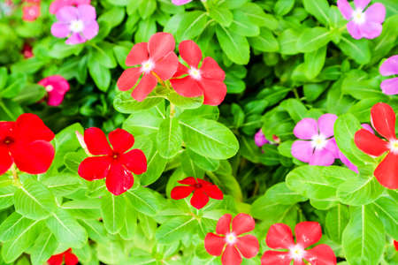 watercress has one meaning; Very rarely used. Noun. Madagasgar Periwinkle ; Vinca ; Old Maidの写真素材