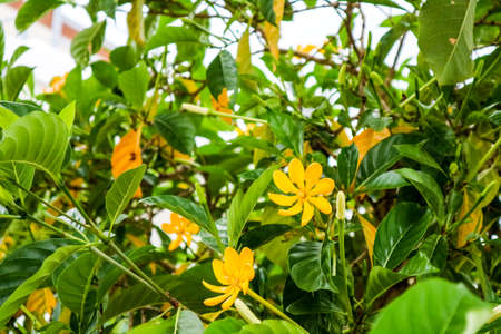 Gardenia carinata is a large tropical shrub or small tree, Blooms from spring to fall