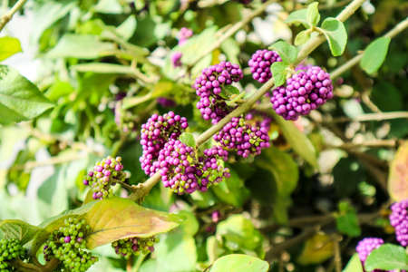 Callicarpa or beautyberry is a genus of shrubs and small trees in the family Lamiaceae