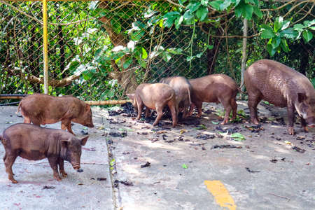 Female boar and small boar find food in nature