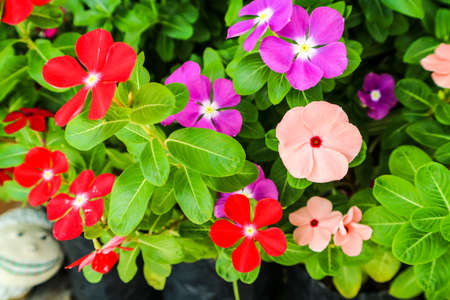 watercress has one meaning; Very rarely used. Noun. Madagasgar Periwinkle ; Vinca ; Old Maidの写真素材