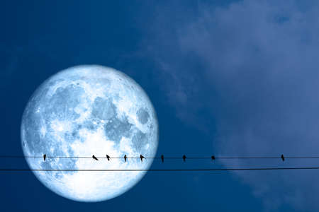 super full blue moon and silhouette birds hang on power electric lineの写真素材
