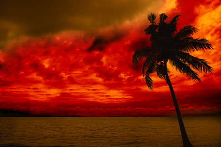 colorful cloud over sea and back of silhouette coconut treesの写真素材