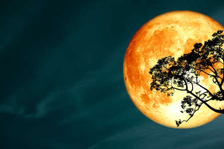 super full blood moon back silhouette tree and colorful sky