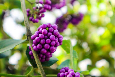 Callicarpa or beautyberry is a genus of shrubs and small trees in the family Lamiaceaeの写真素材