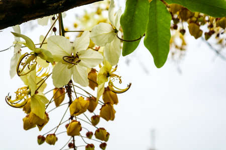 Cassia hybrid was born Cassia fistula and Cassia bakeriana. Flower has white and yellow colorの写真素材