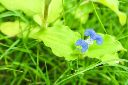 Benghal dayflower, tropical spiderwort, wandering Jew benefits make you an appetite suppressant, use...