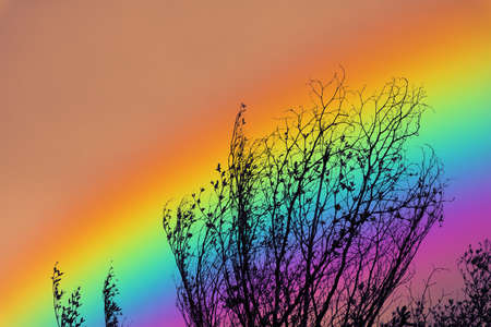 rainbow over colorful sky and back silhouette dry branch tree, concept god bless, wish, lucky, gift,...