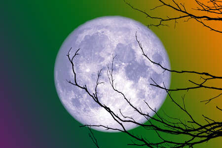 full blue moon back silhouette branch dry treeの写真素材