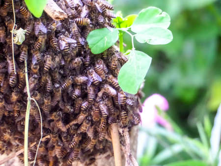 There was lots of bee,  they were building them hive on branch