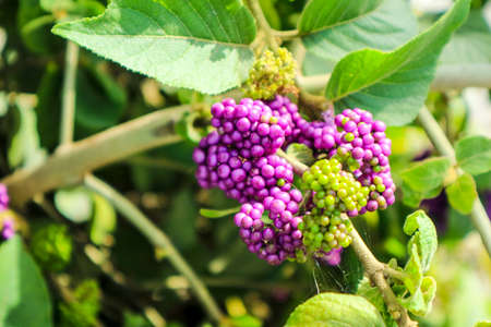 Callicarpa or beautyberry is a genus of shrubs and small trees in the family Lamiaceaeの写真素材