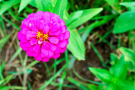 Zinnia flower blooming in garden, properties flower crushed as a powder for making tea to drink,...