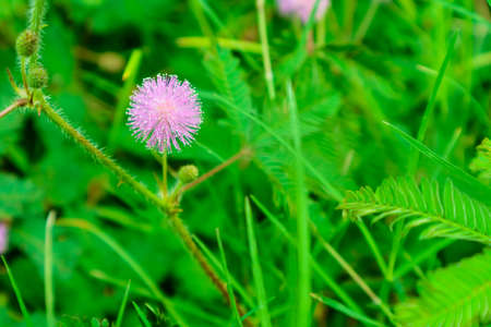 Sensitive Plant pink flower, Mimosa pudica L., properties cure fever, cough, sputum, chronic...