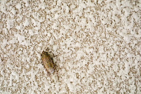 Cicada is disguise on texture surface of sandstone wall in houseの写真素材
