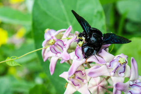 bumble bee found the sweet water from Crown flower in garden