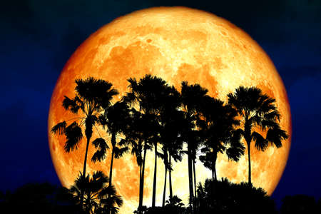 super full blood moon back silhouette high palm in dark night skyの写真素材