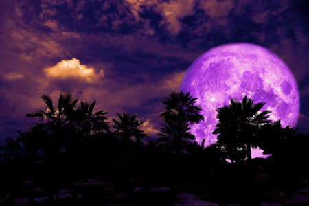 full purple moon back silhouette palm tree in dark night heap cloud