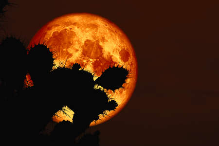 super blood moon back silhouette cactus in desert