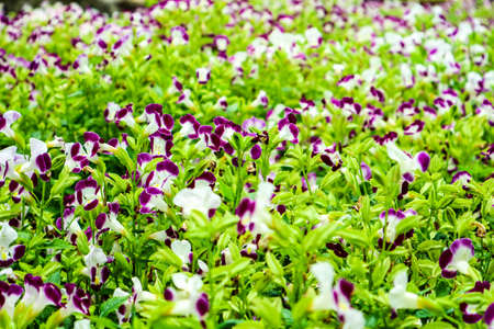 Torenia fournieri purple white flower and yellow pollen blooming in garden