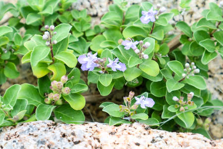 light blue flower on plant and sandstone granite background