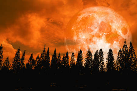 super orange moon back silhouette high pine in dark red orange night sky.の写真素材