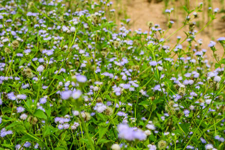 Siam weed, strengthening properties. Relieve fatigue, relieve thirst, relieve fever, cure fever,...