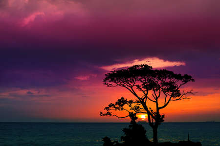 sunset back over silhouette branch tree  on evening sky and see the oceanの写真素材