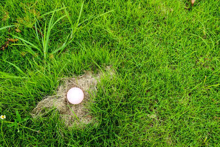 Eggs of some animals are placed on hay. The mother was out to find foodの写真素材