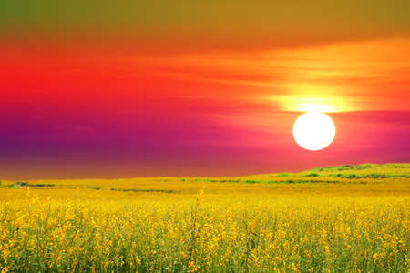 sunhemp in field in the valley and the sunset and the color skyの写真素材