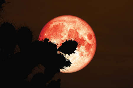 red blood moon back silhouette cactus in desert.の写真素材