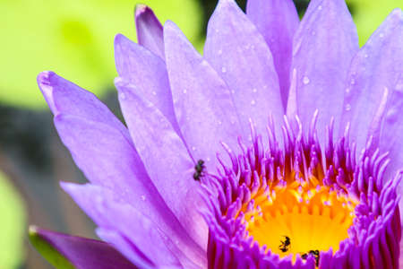 The lotus blossoms and water to lure insects down lotus. There are some insects at the trap. And die in lotusの写真素材