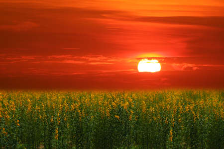 sunhemp in field in the valley sunset and the colorful skyの写真素材
