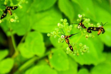 Tiger Grass Borer is looking for sweet nectar with its legs and mustache protruding into the pollenの写真素材