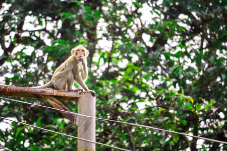 Jungle monkeys are climbing electric poles to look for lace and fruit falling on the floorの写真素材