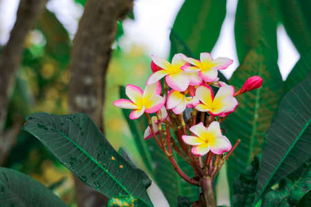 Plumeria is type of flowering plants in dogbane family, Apocynaceae has colorful flower, Elements of this image furnished by NASAの写真素材