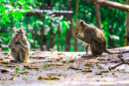 Jungle Monkey is eating lace and fruit falling on the floor after a strong wind blowsの写真素材