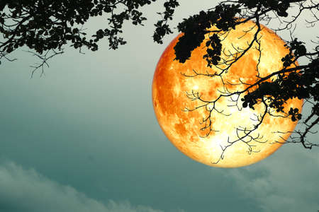 super full blood moon floats in night sky above the silhouette branch dry tree