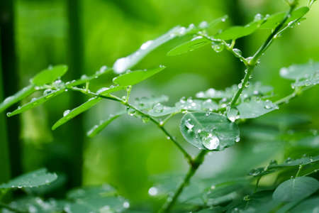 Dew drops on the leaves of plants in the garden during the rainy season. And the background blurred