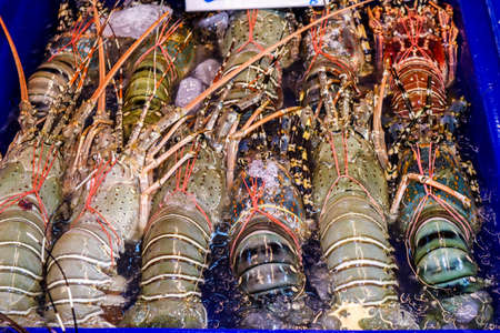 Fresh lobster is placed in a row on the refrigerated panel. For customers to buy raw foodの写真素材