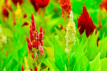 Celosia flower bouquet is bloom in the garden during the summer