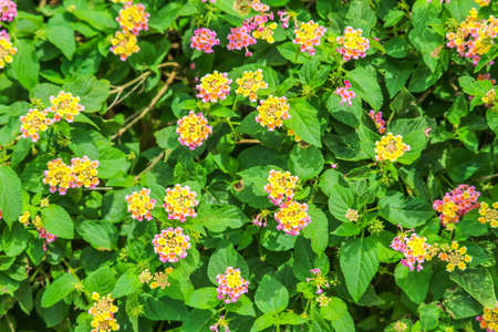 Lantana camara colorful flower blooming in the green garden