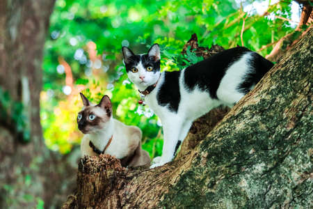 Siamese cats climb trees to catch squirrels. But it can not climb down,they are Looking for someone to help it downの写真素材