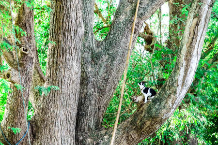 Siamese cats climb trees to catch squirrels. But it can not climb down,they are Looking for someone...