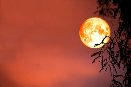 super blood moon back silhouette leaves and cloud on night sky, Elements of this image furnished by NASAの写真素材