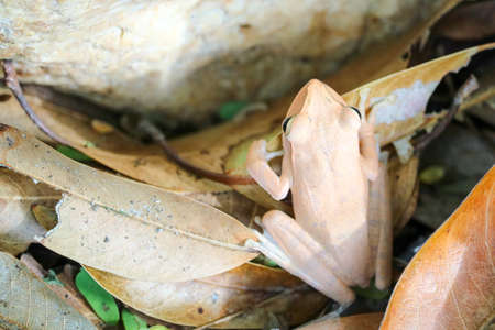 tree frog hide the top of stone by adjusting the skinの写真素材