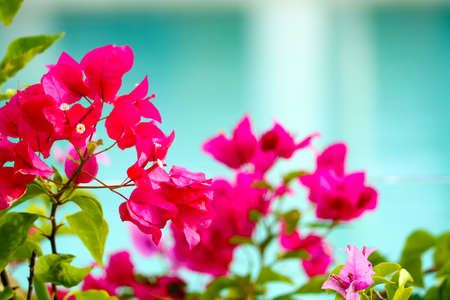 Dark pink bougainvillea is decorated by the pool blur backgroundの写真素材